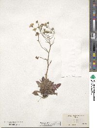 Crepis capillaris image