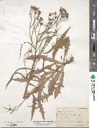 Crepis capillaris image