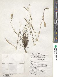 Crepis capillaris image