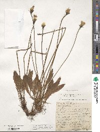 Crepis montana image