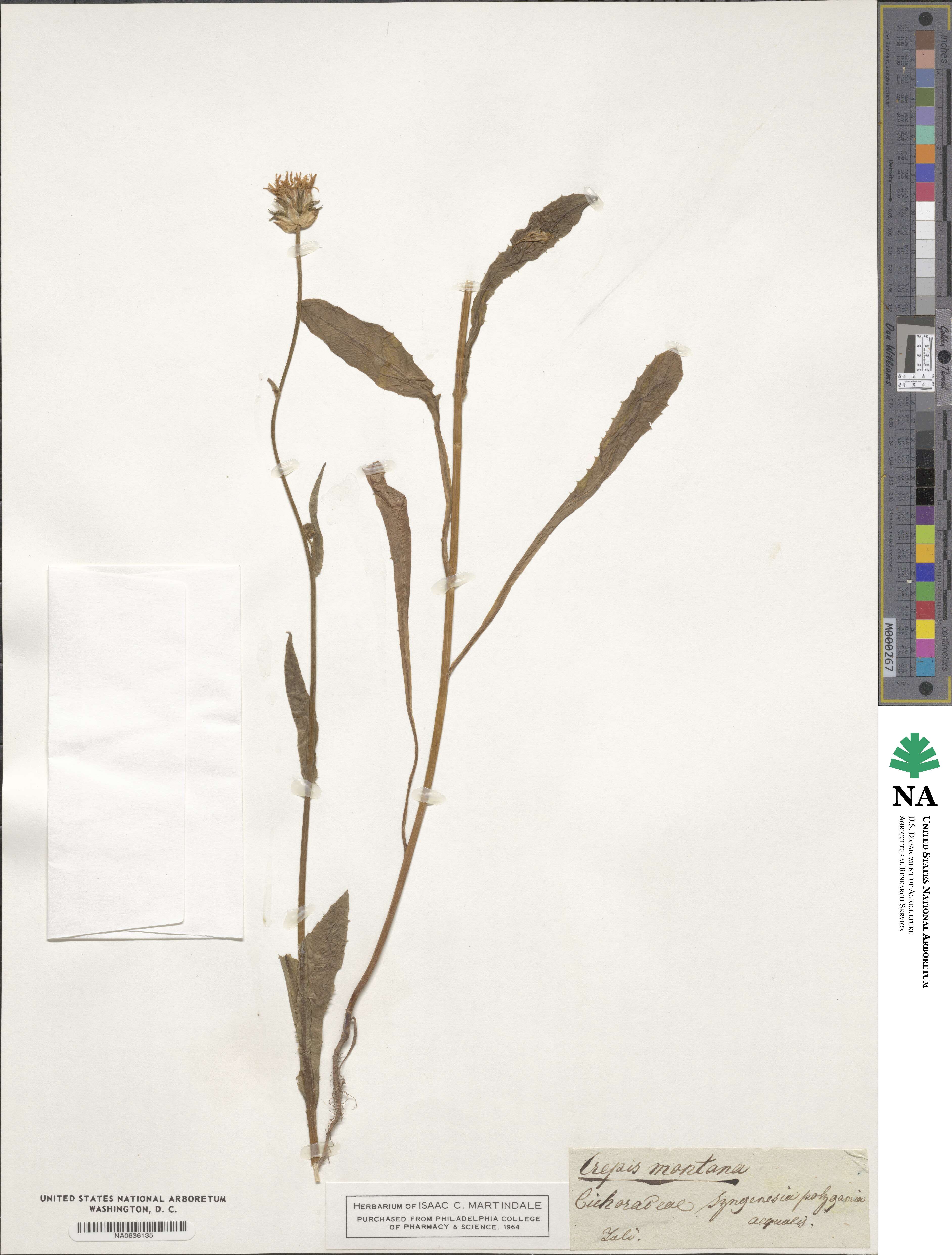 Crepis montana image