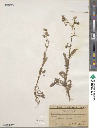 Crepis neglecta image