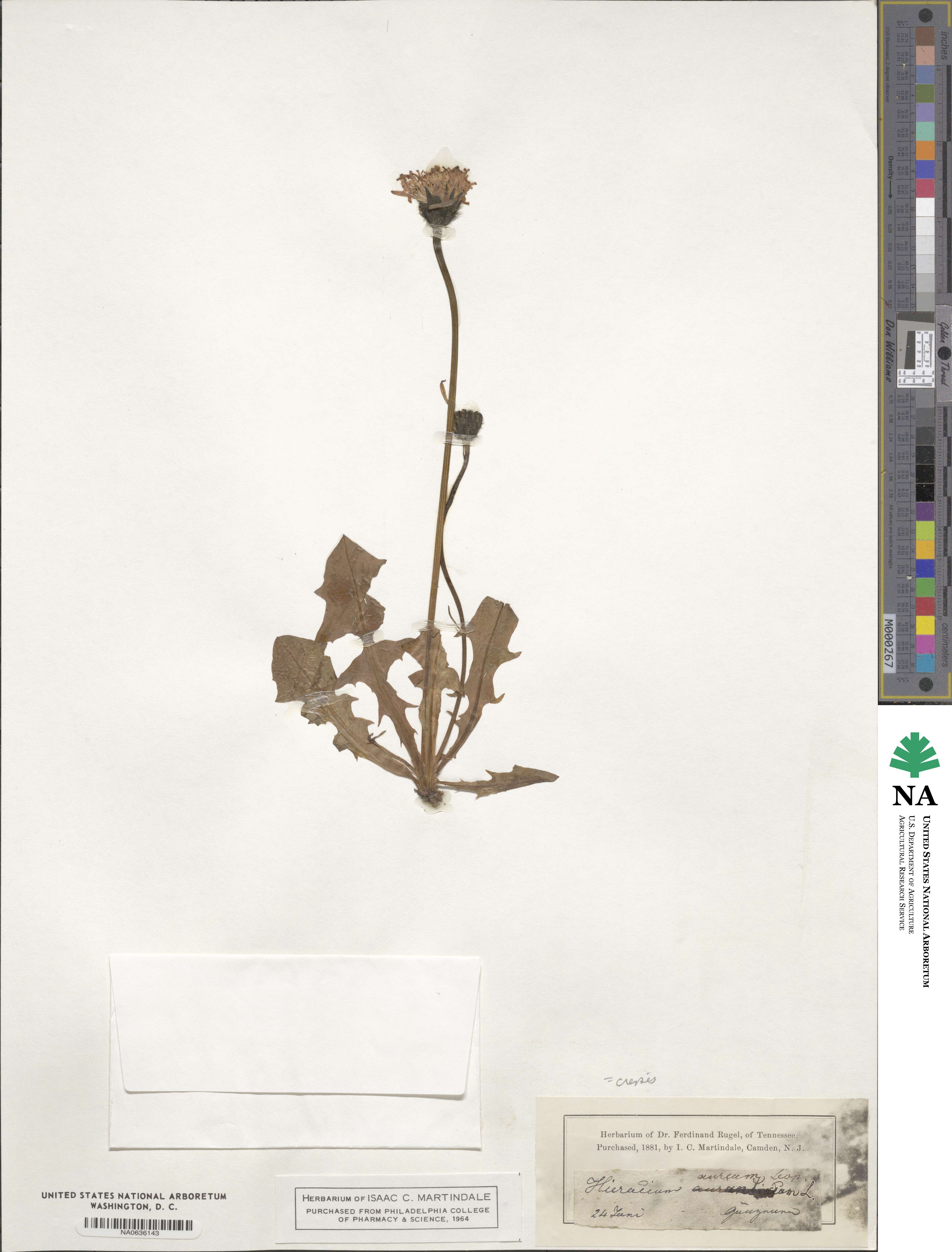 Crepis aurea image