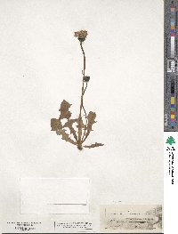 Crepis aurea image
