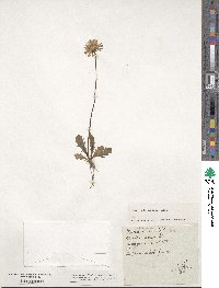 Crepis aurea image