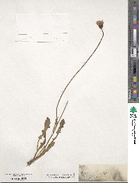 Crepis aurea image
