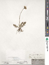 Crepis aurea image