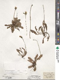 Crepis aurea image