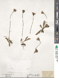 Crepis aurea image