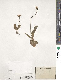 Crepis aurea image