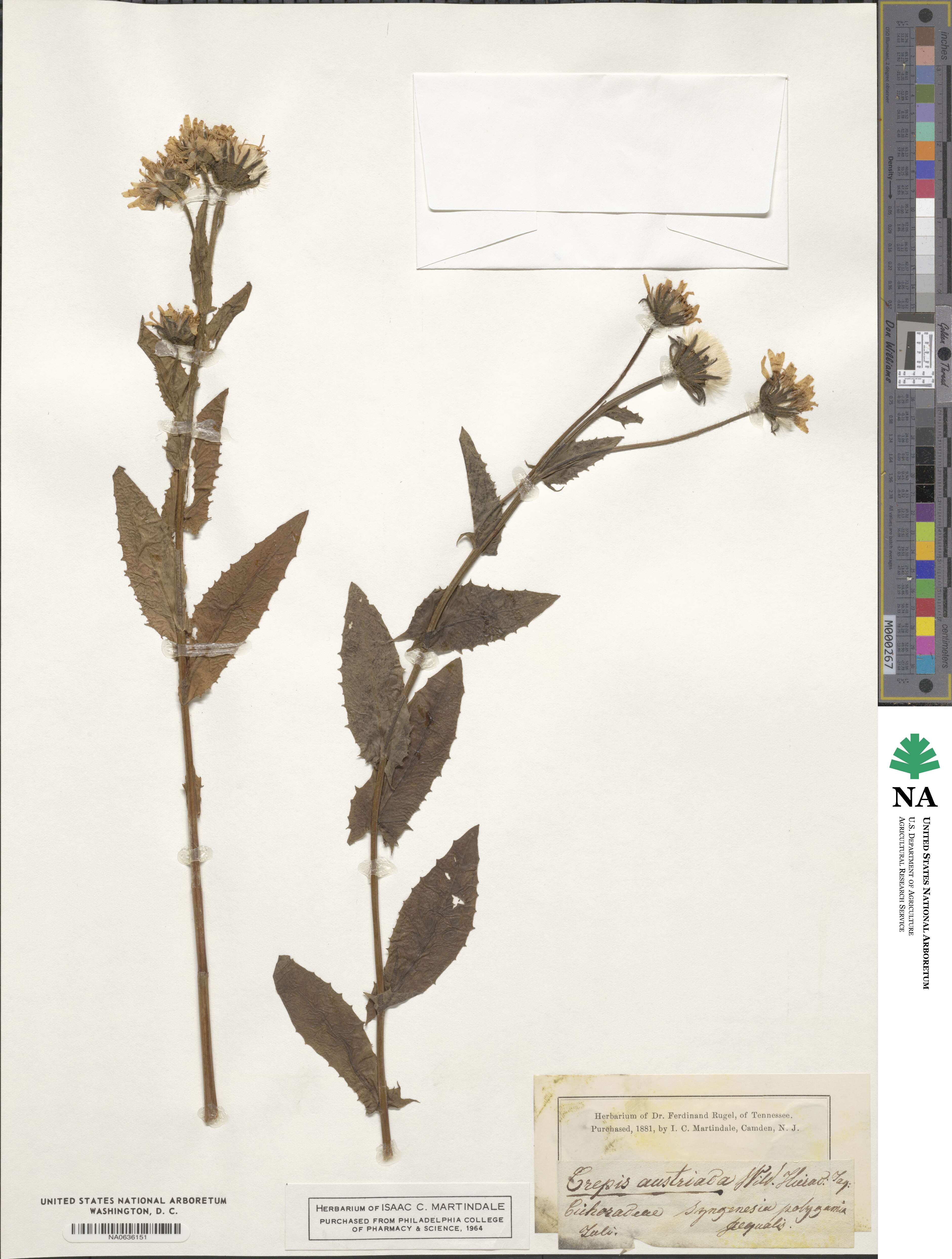 Crepis blattarioides image