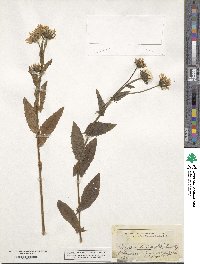 Crepis blattarioides image