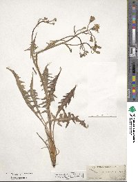 Crepis occidentalis image