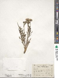 Crepis occidentalis image