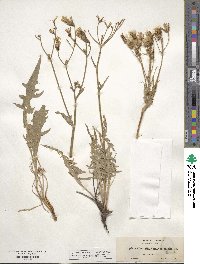 Crepis occidentalis image