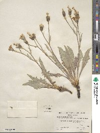 Crepis occidentalis image