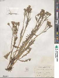 Crepis occidentalis image