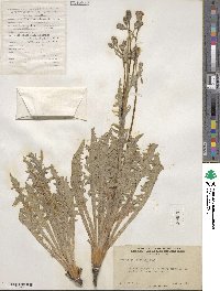 Crepis occidentalis image