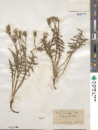 Crepis occidentalis image