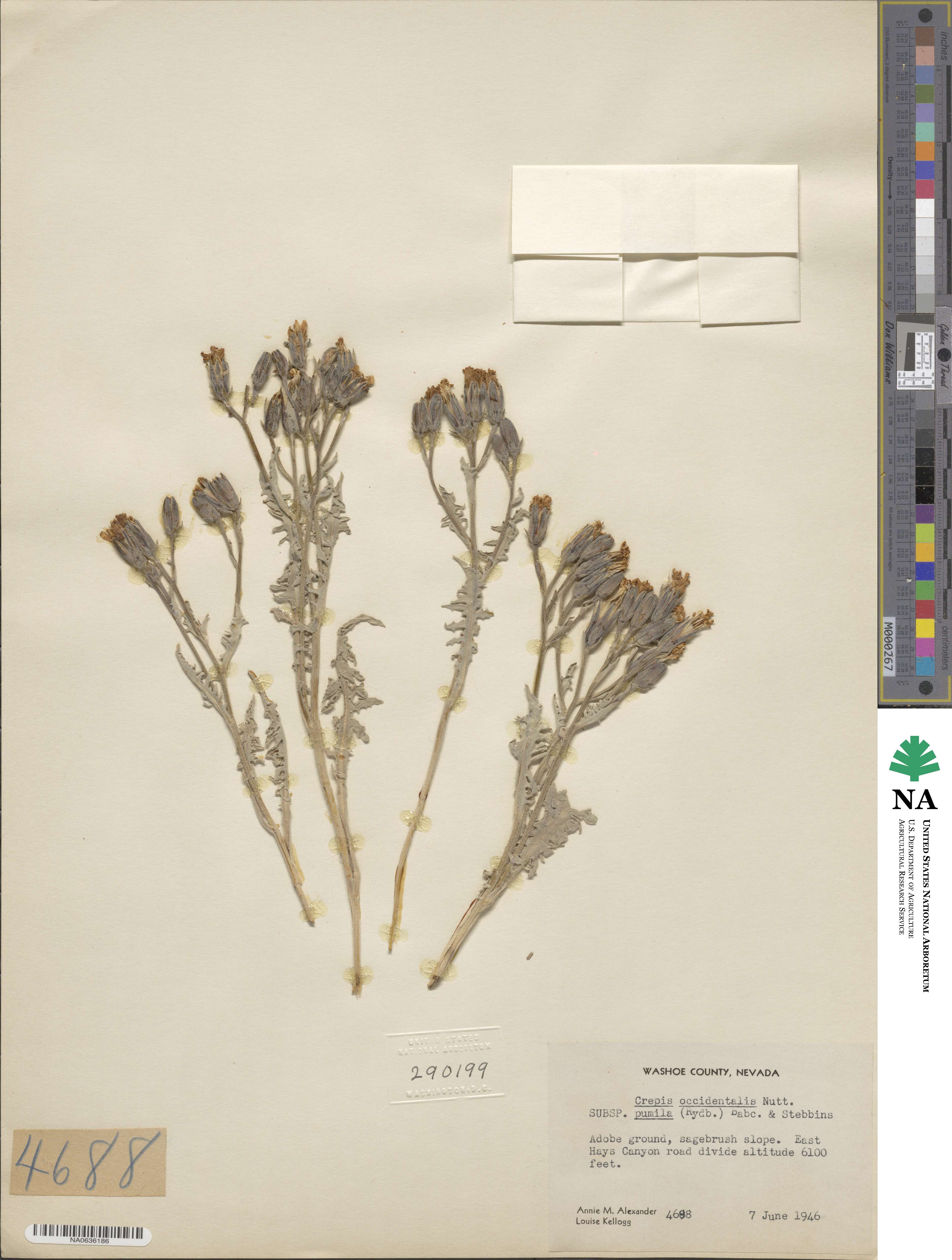 Crepis occidentalis subsp. pumila image