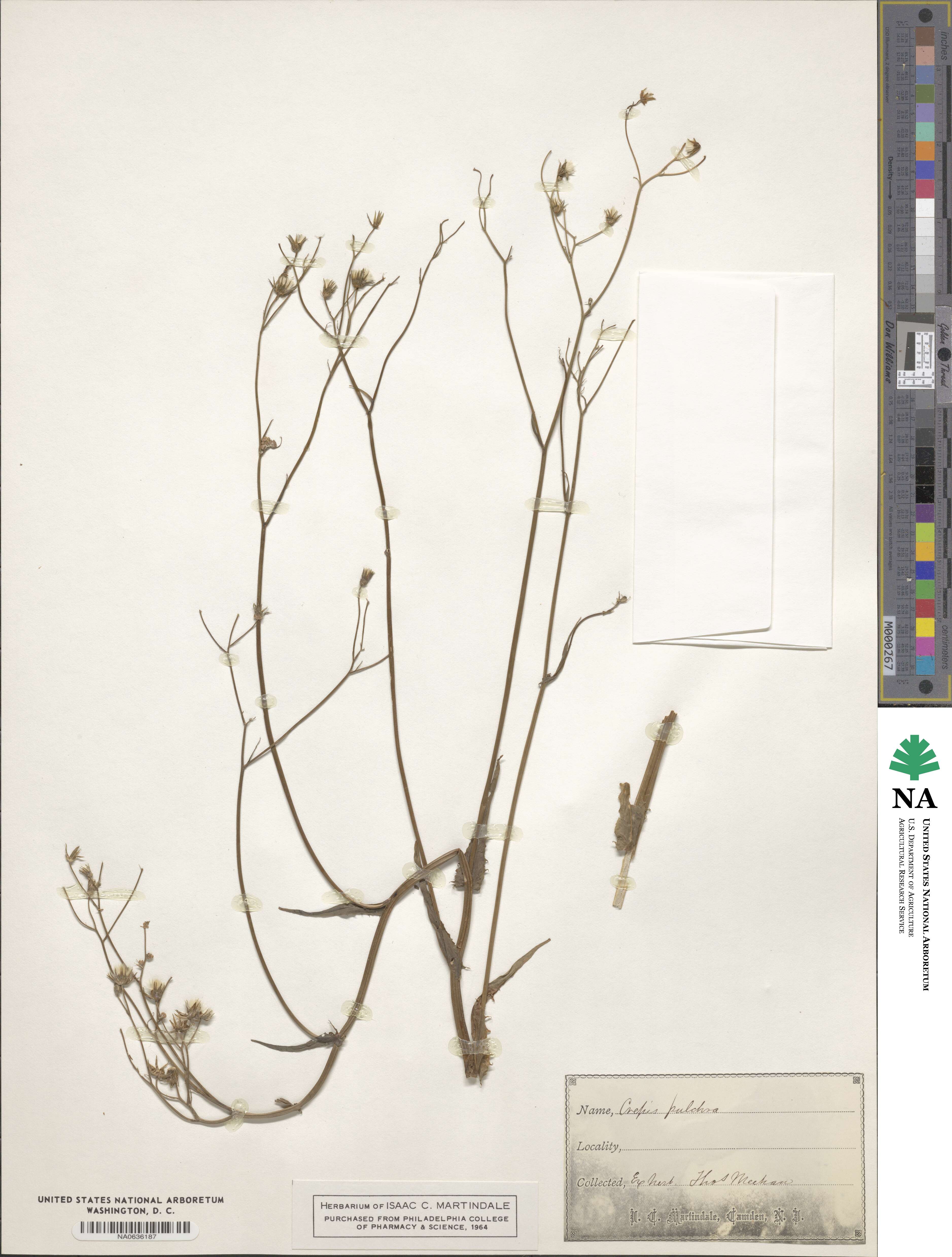 Crepis pulchra image