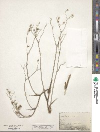 Crepis pulchra image