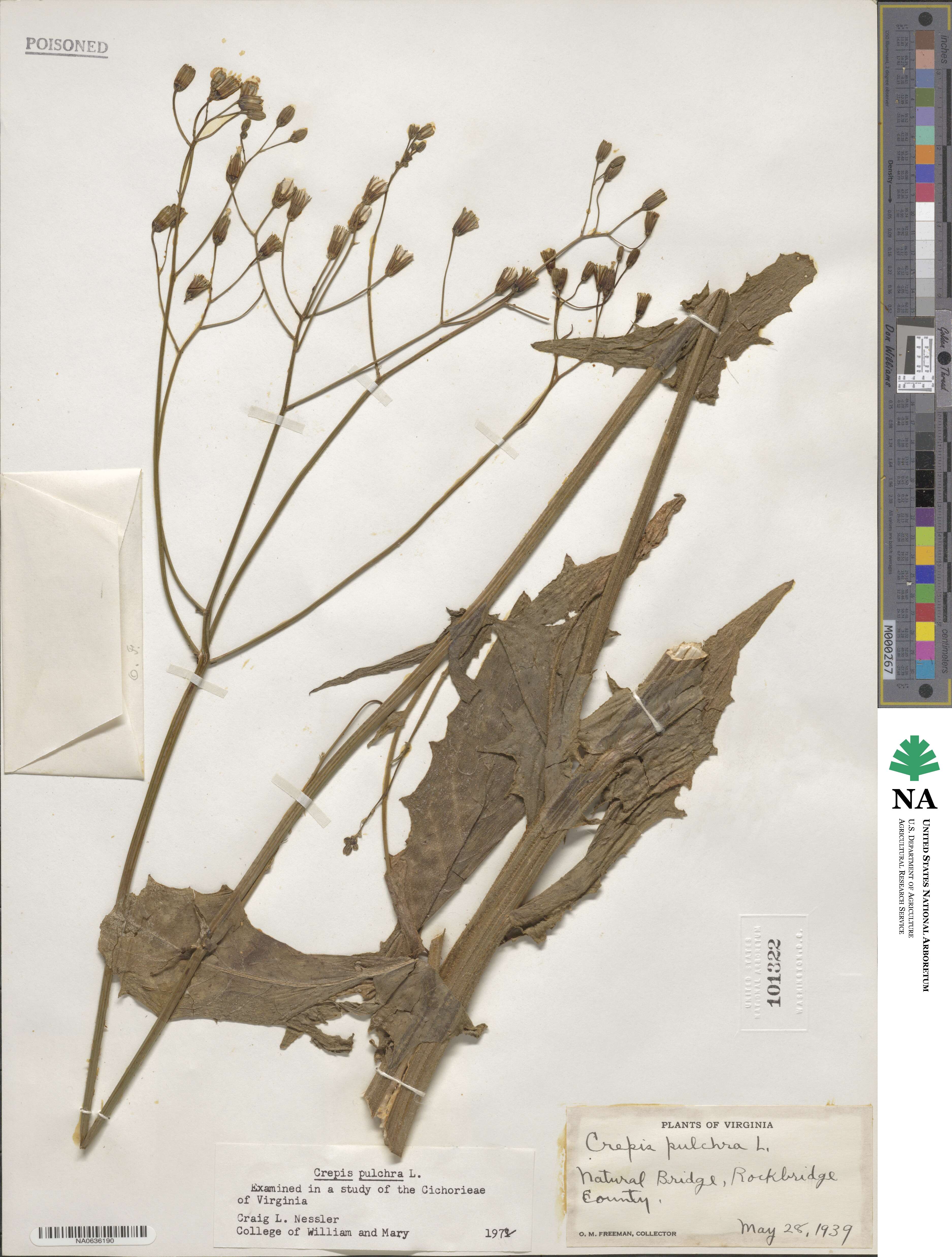 Crepis pulchra image