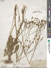 Crepis pulchra image