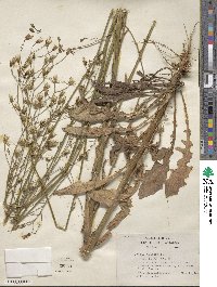 Crepis pulchra image