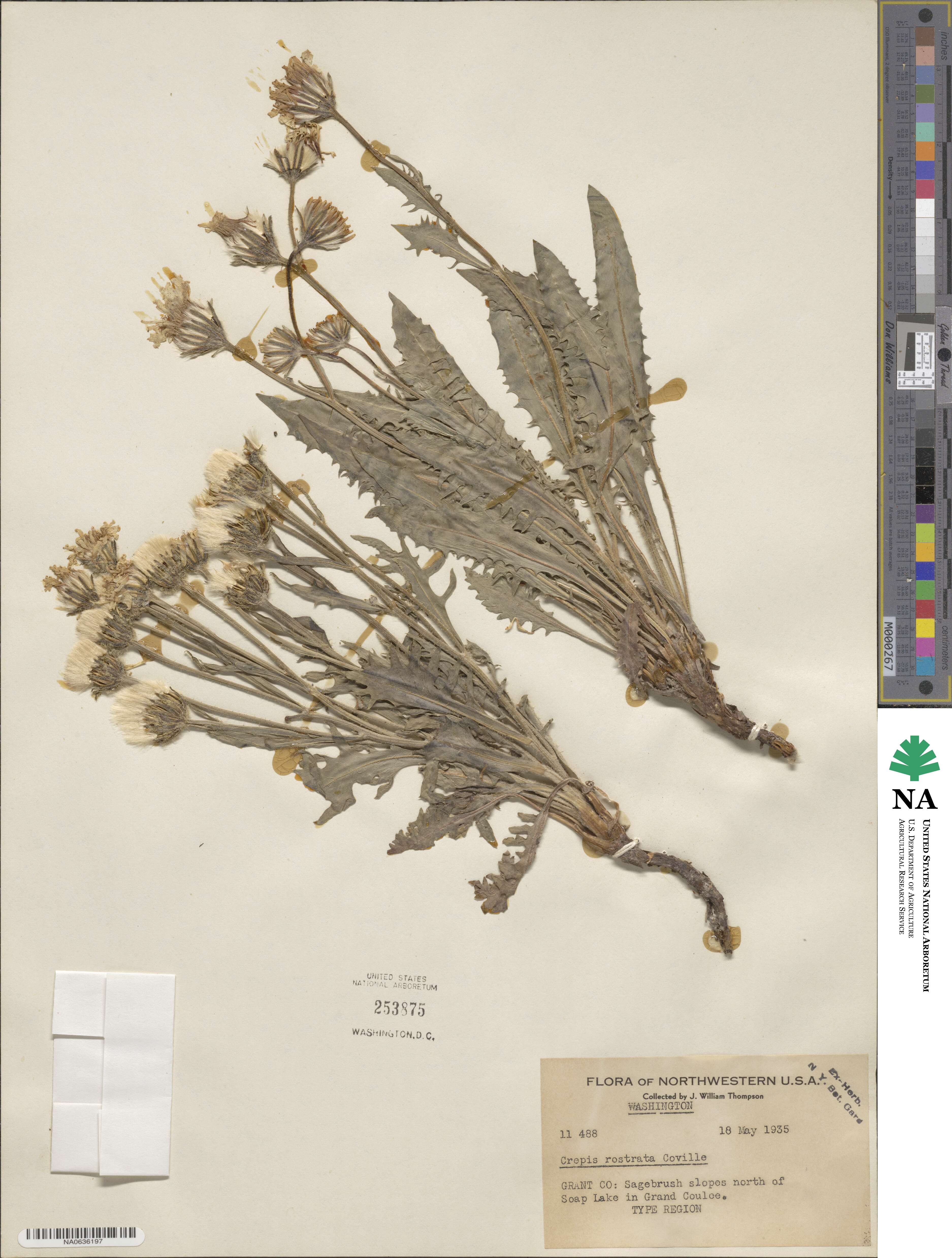 Crepis modocensis subsp. rostrata image