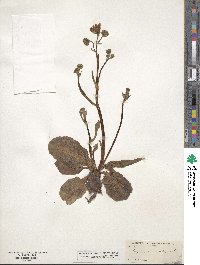 Crepis runcinata image