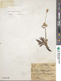 Crepis runcinata image