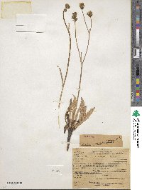 Crepis runcinata image