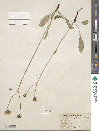 Crepis runcinata image