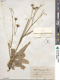 Crepis runcinata image