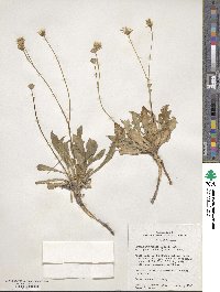 Crepis runcinata image