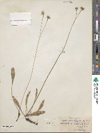 Crepis runcinata image