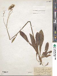 Crepis runcinata image