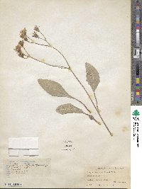 Crepis runcinata image