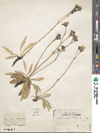 Crepis runcinata image