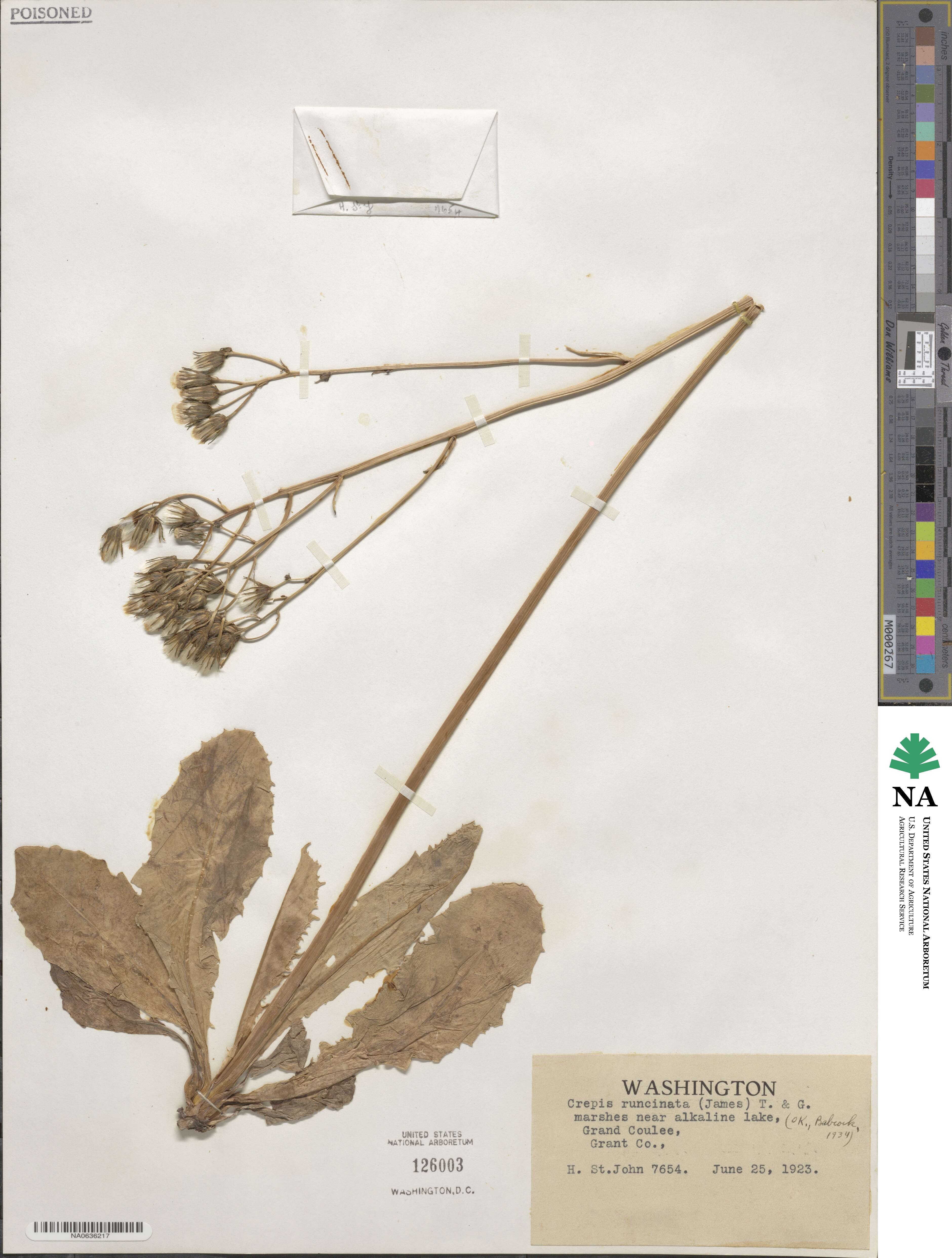Crepis image
