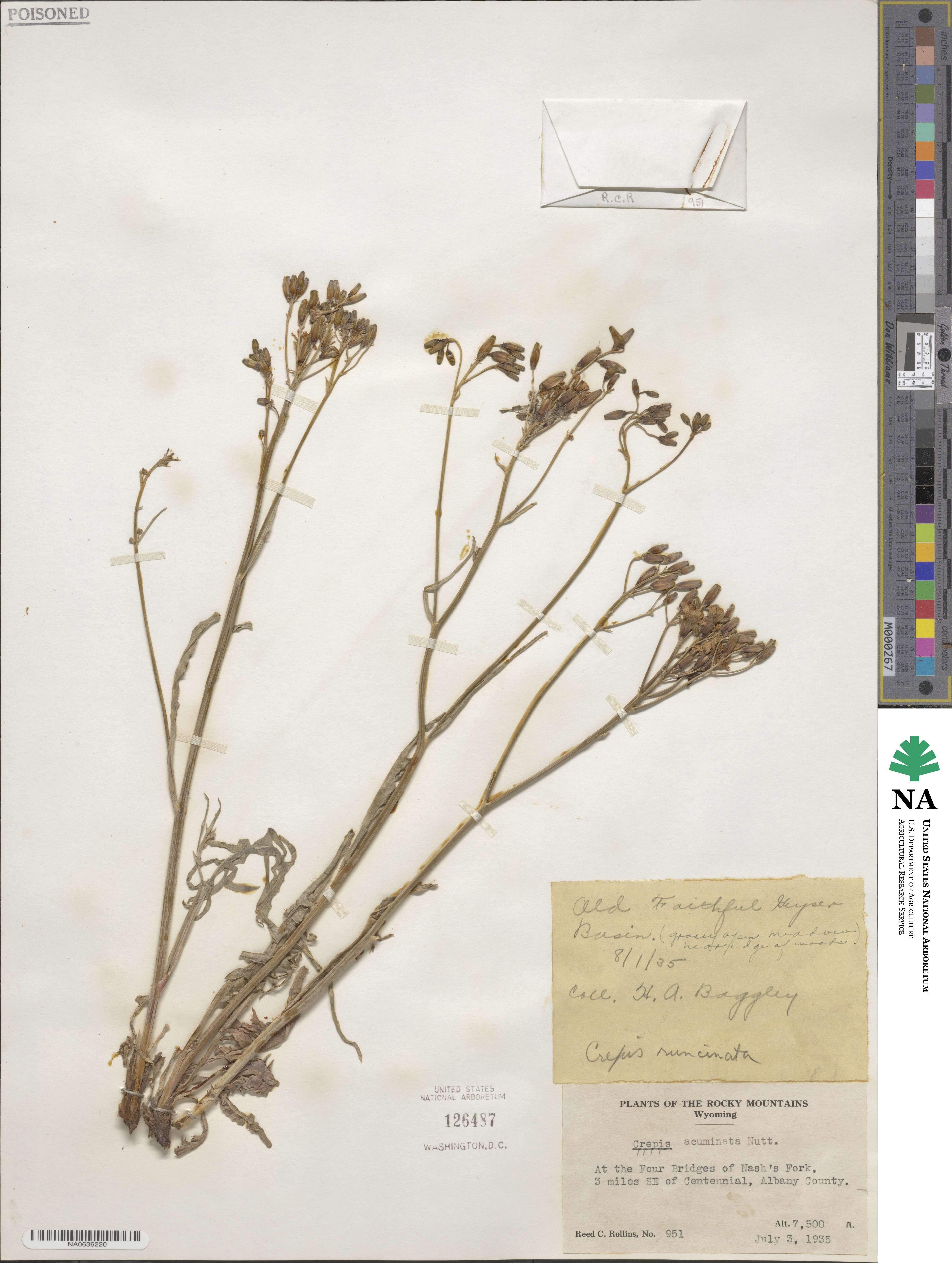 Crepis runcinata image