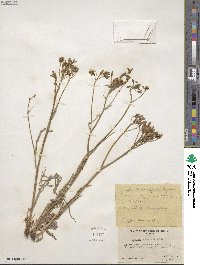 Crepis runcinata image