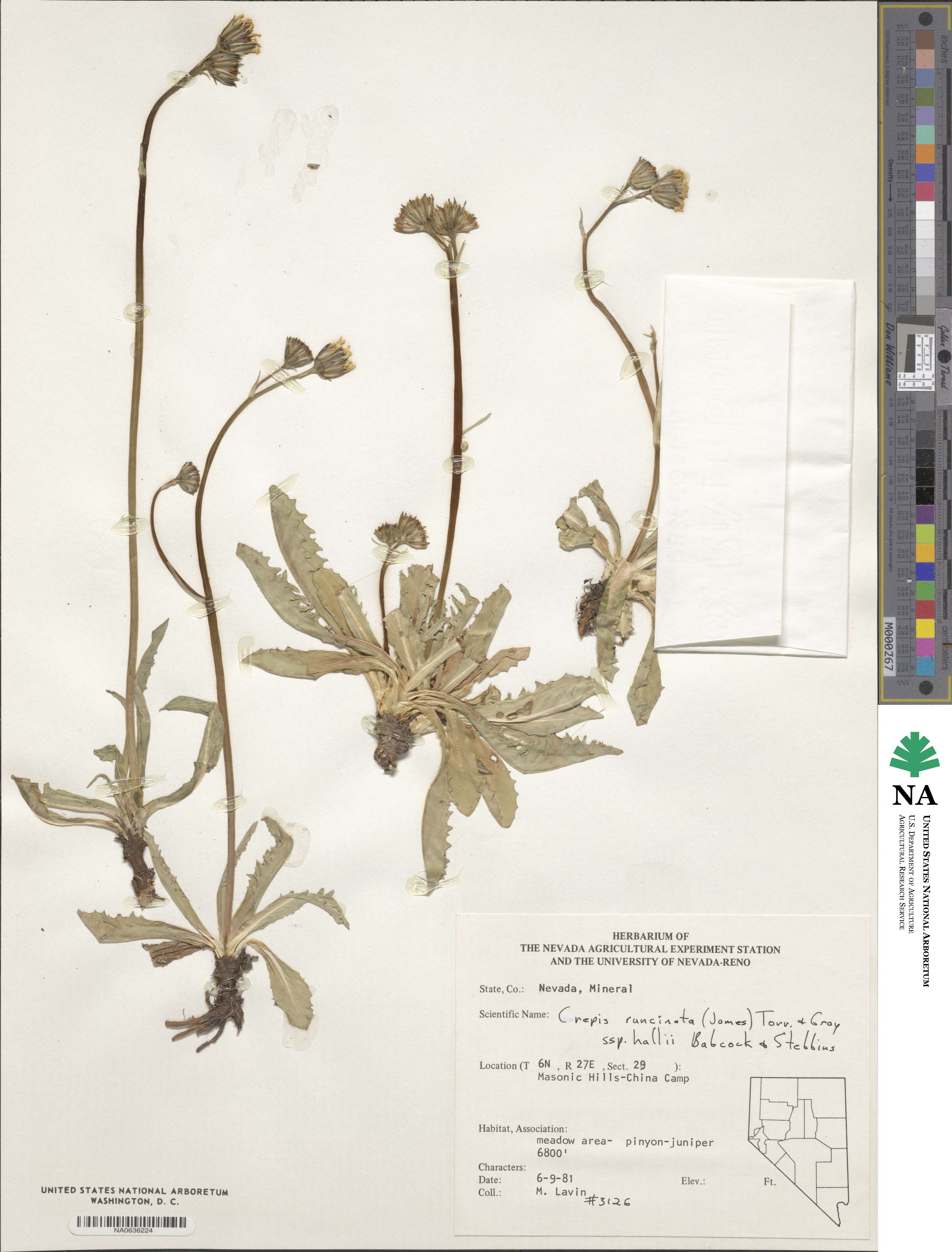 Crepis runcinata subsp. hallii image