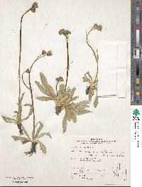 Crepis runcinata image