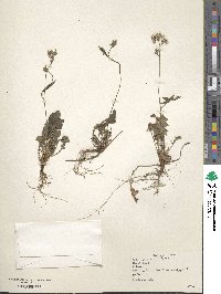 Youngia japonica subsp. japonica image