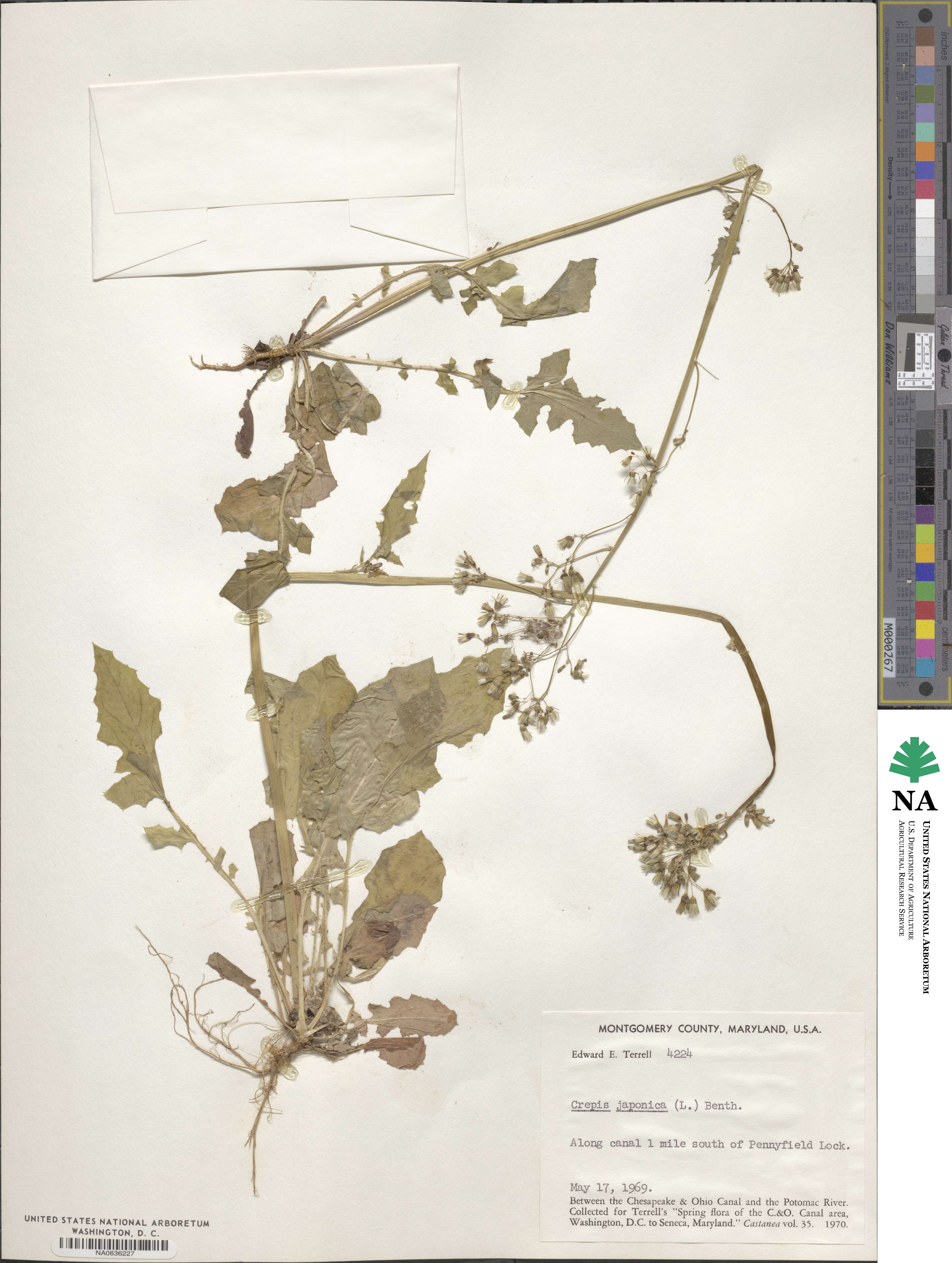 Youngia japonica subsp. japonica image