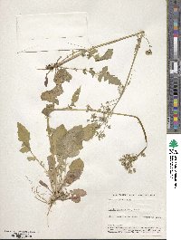 Youngia japonica image