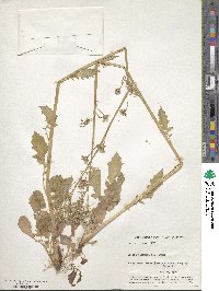 Youngia japonica image