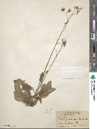 Youngia japonica subsp. japonica image